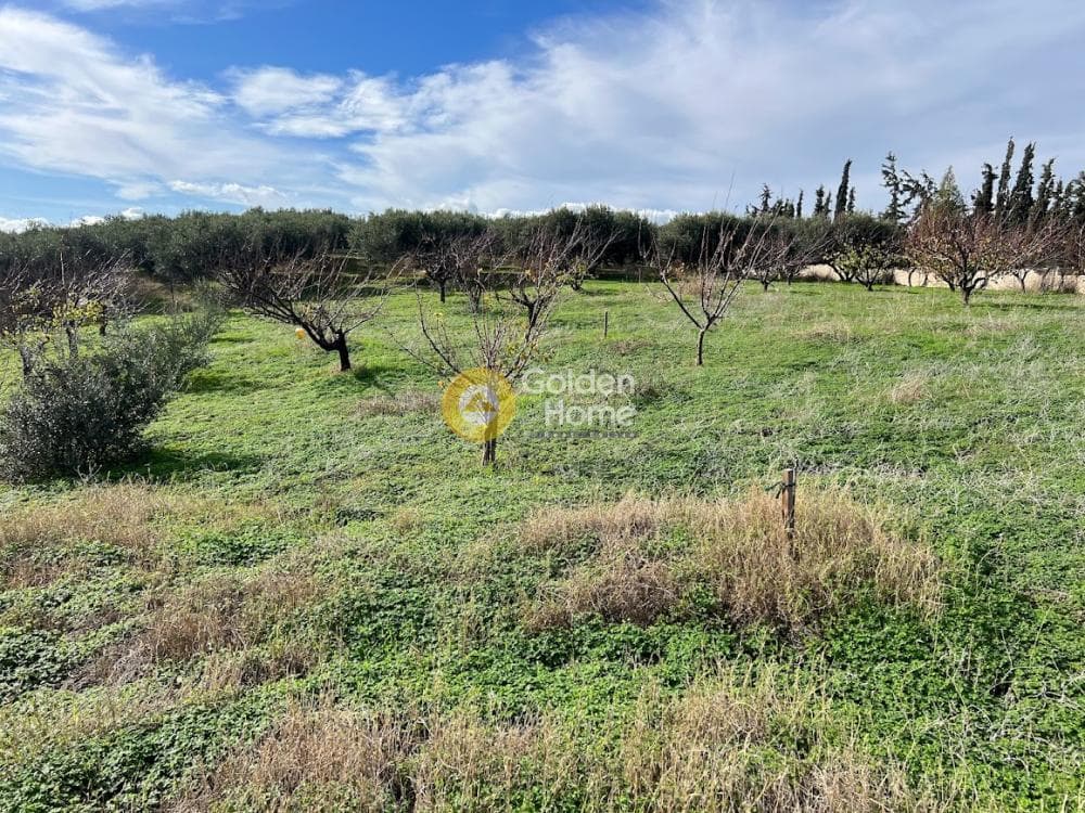 Οικόπεδο στην Φοινικιά, Τέμενος — Φωτογραφία 3 από 4