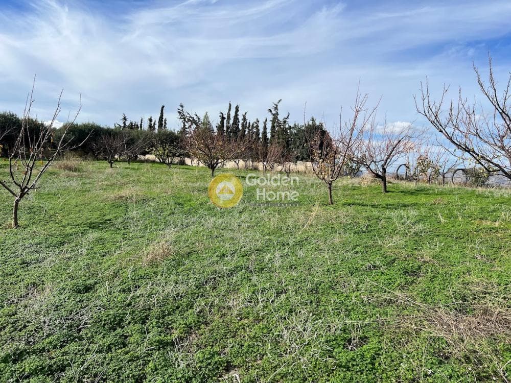 Οικόπεδο στην Φοινικιά, Τέμενος — Φωτογραφία 4 από 4