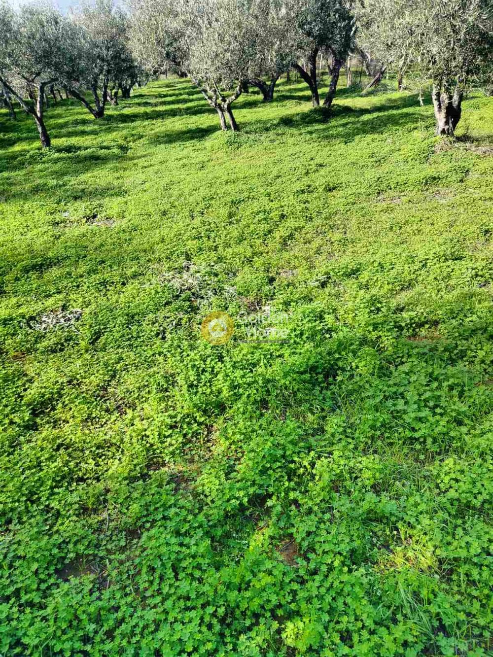 Building Plot in Kollivas, Gazi — Photo 2 of 7