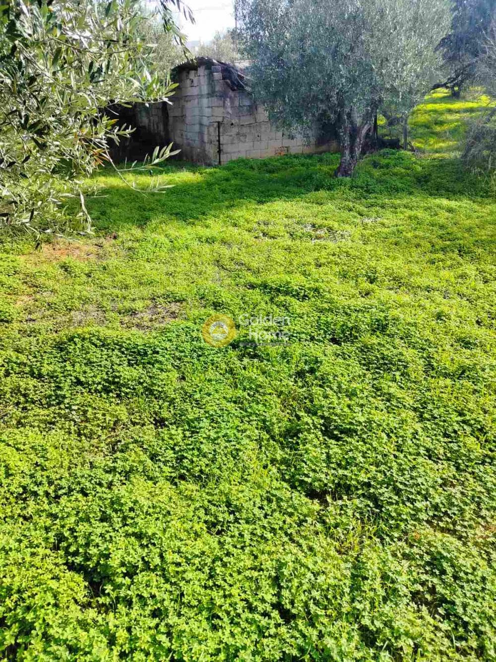 Building Plot in Kollivas, Gazi — Photo 3 of 7
