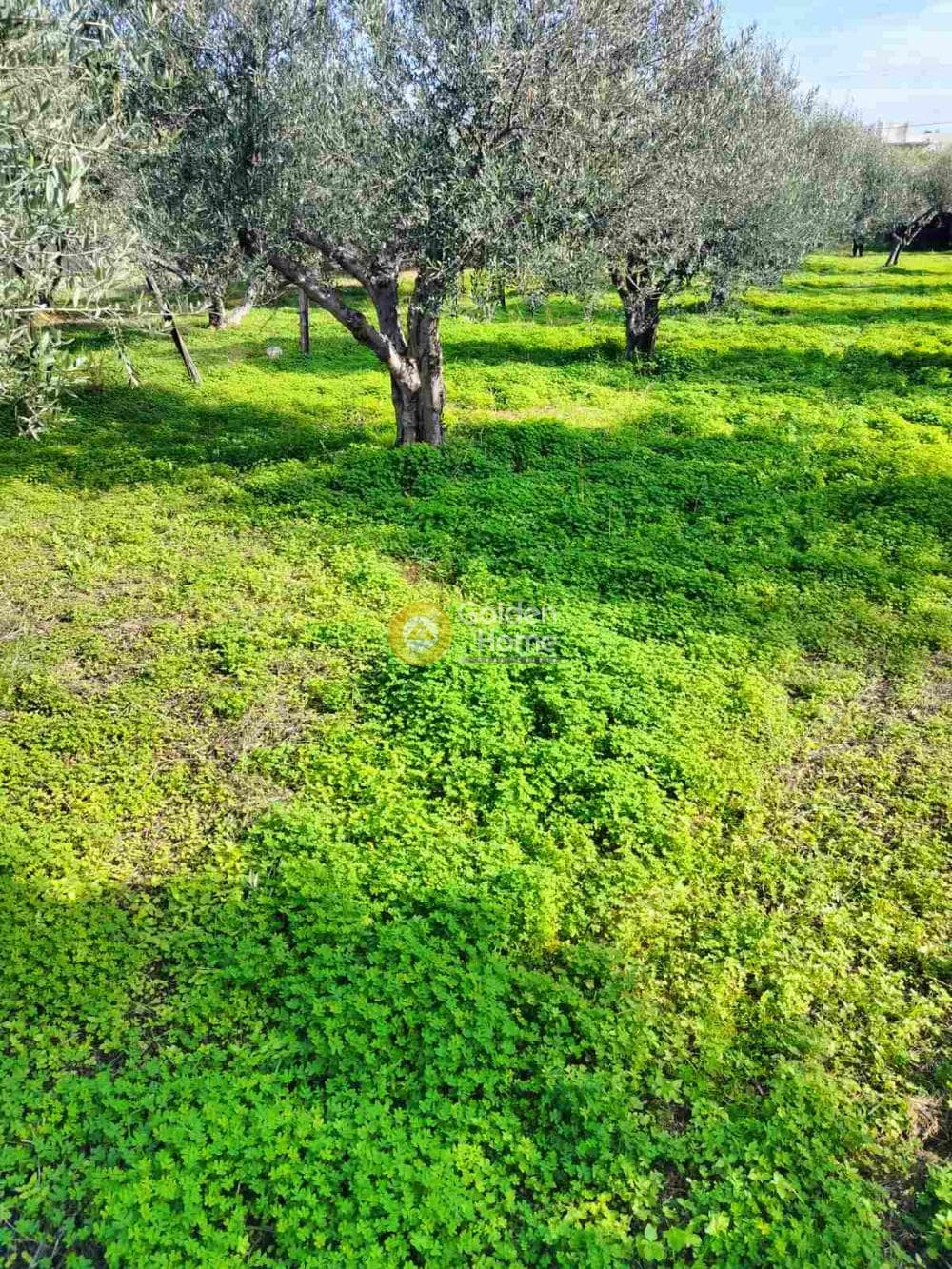 Building Plot in Kollivas, Gazi — Photo 5 of 7