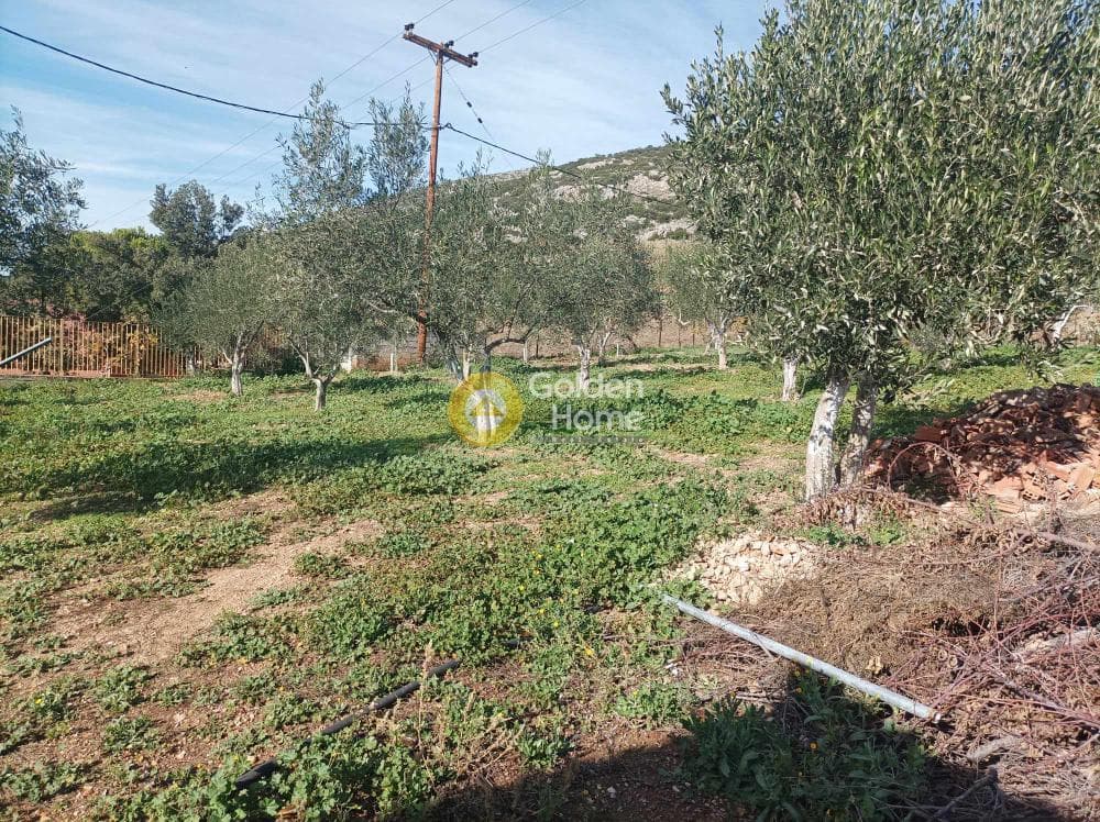 Μονοκατοικία στην Καλλιθέα, Τανάγρα — Φωτογραφία 31 από 31
