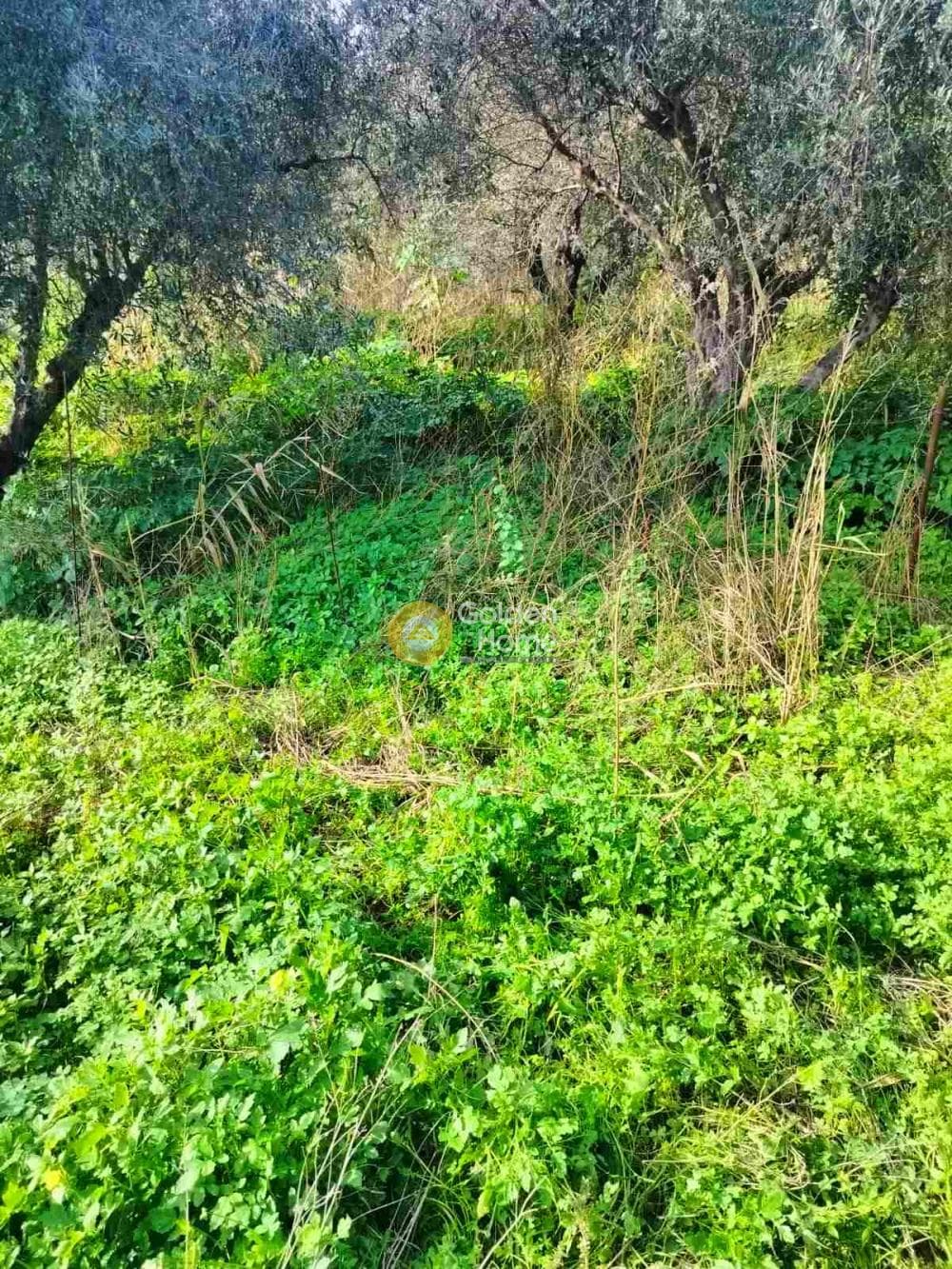 Αγροτεμάχιο στην Κέντρο, Γάζι — Φωτογραφία 1 από 7