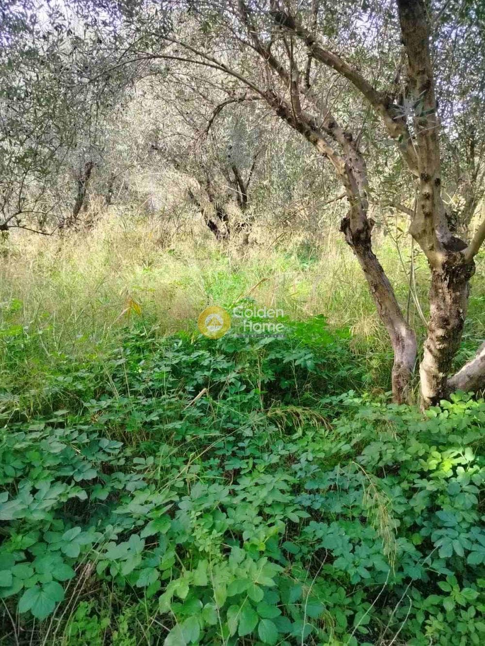 Αγροτεμάχιο στην Κέντρο, Γάζι — Φωτογραφία 3 από 7