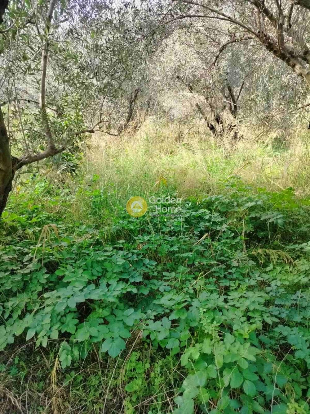 Αγροτεμάχιο στην Κέντρο, Γάζι — Φωτογραφία 4 από 7