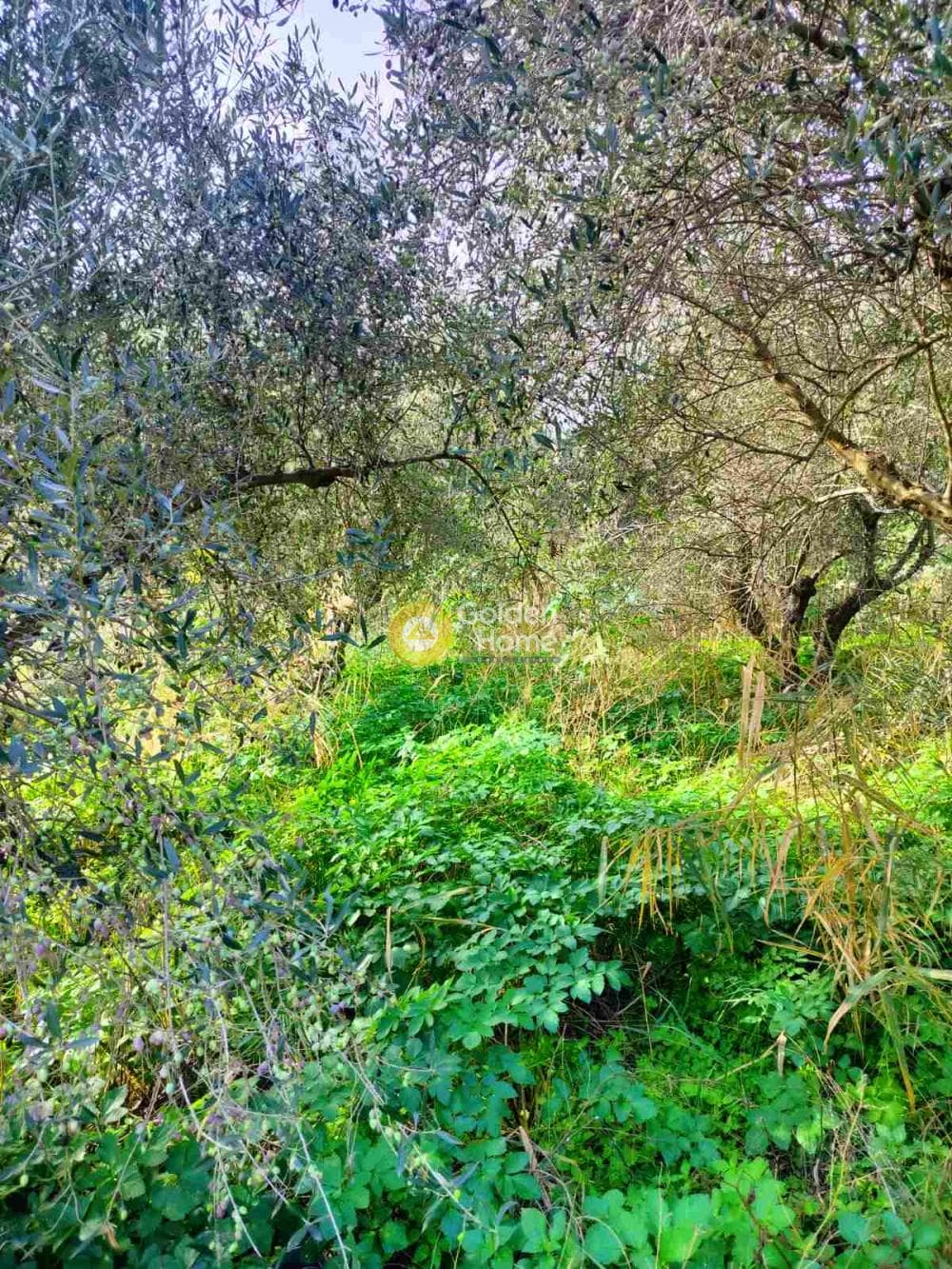 Αγροτεμάχιο στην Κέντρο, Γάζι — Φωτογραφία 5 από 7