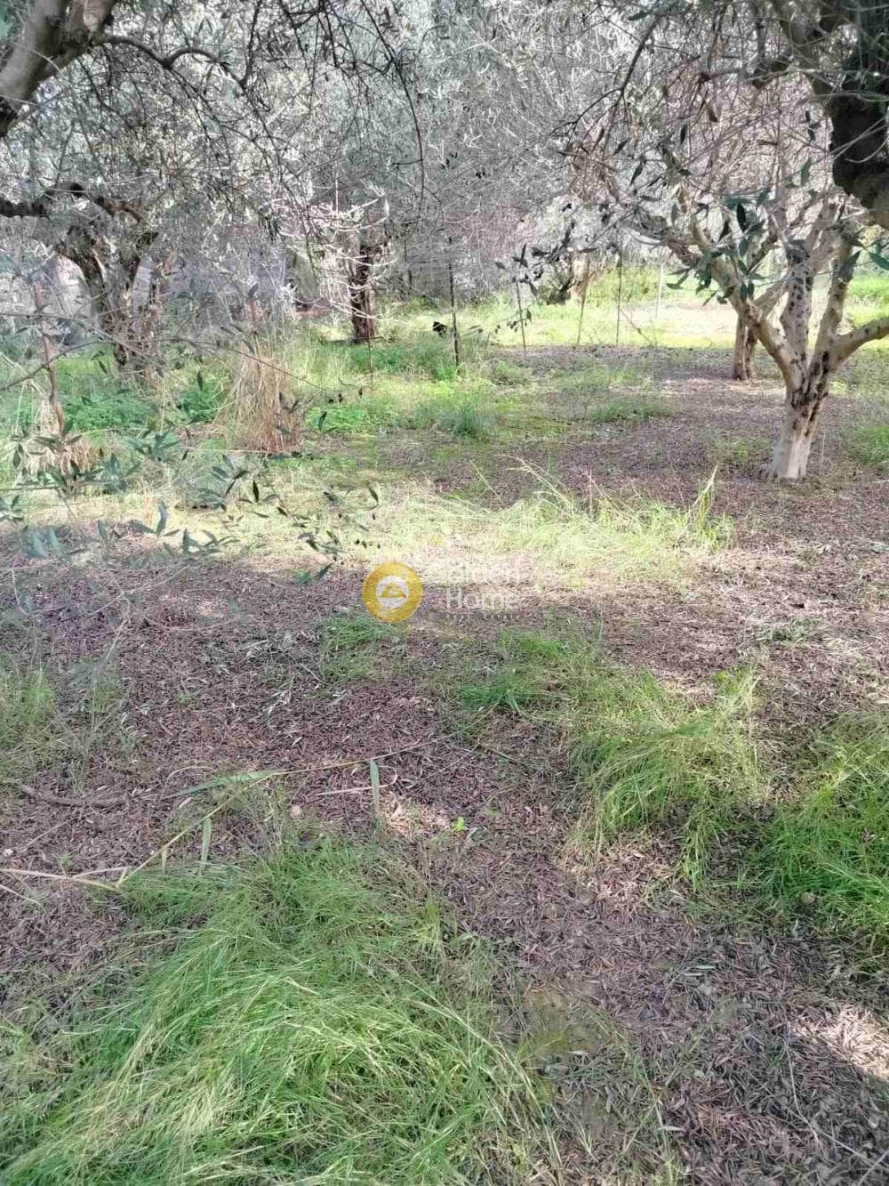 Αγροτεμάχιο στην Κέντρο, Γάζι — Φωτογραφία 6 από 7