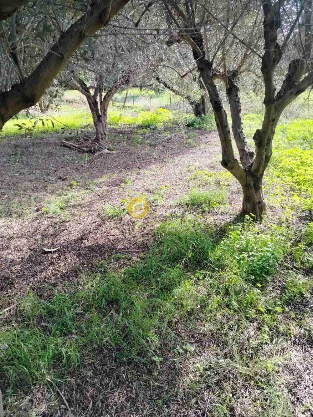 Αγροτεμάχιο στην Κέντρο, Γάζι — Φωτογραφία 7 από 7