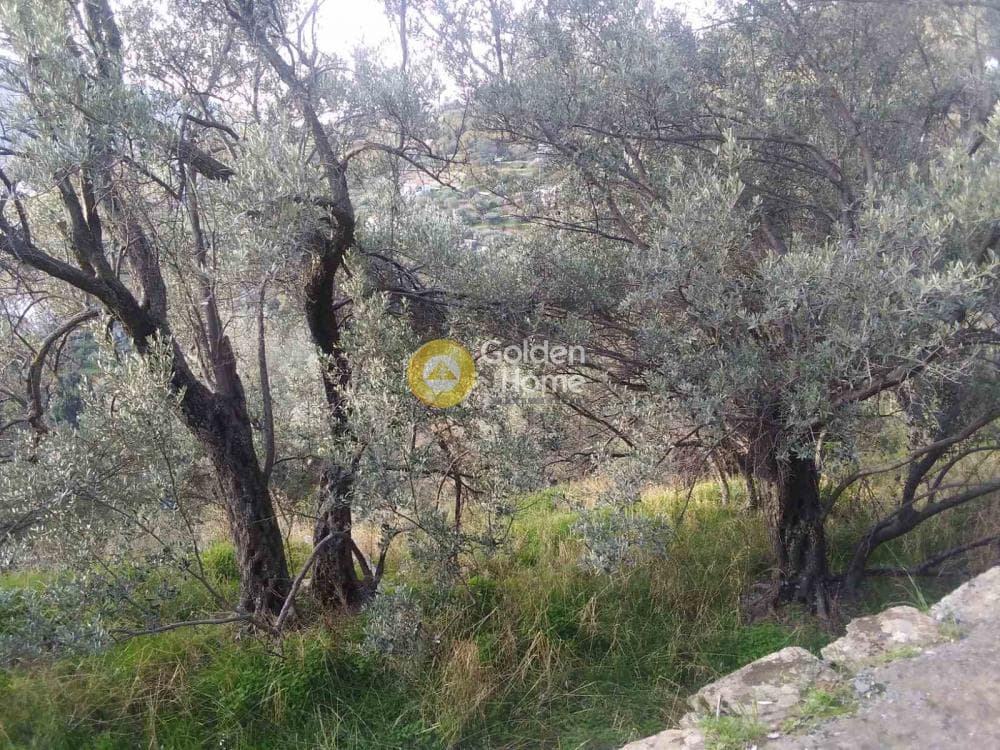 Οικόπεδο στην Μένητες, Άνδρος — Φωτογραφία 3 από 3