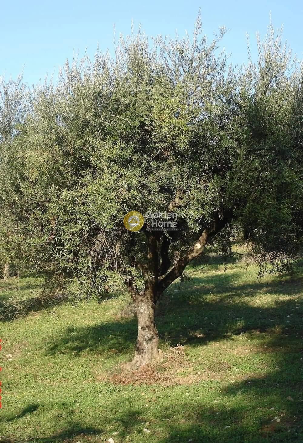Οικόπεδο στην Γούρνες, Γούβες — Φωτογραφία 4 από 4