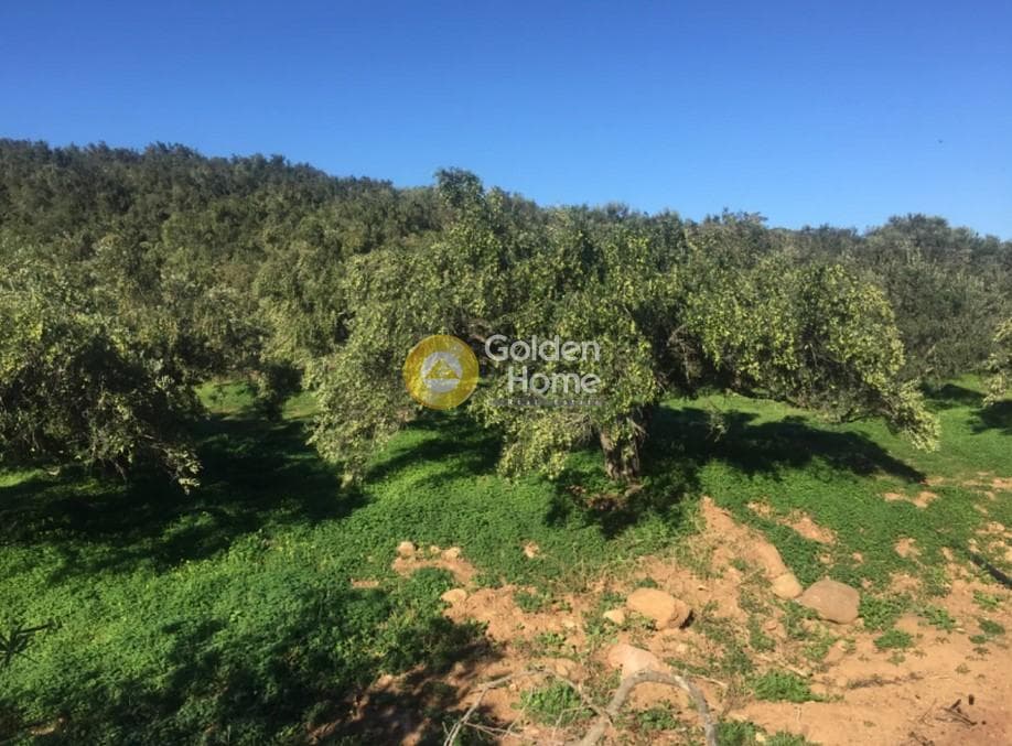 Οικόπεδο στην Πατσίδες, Αρχάνες