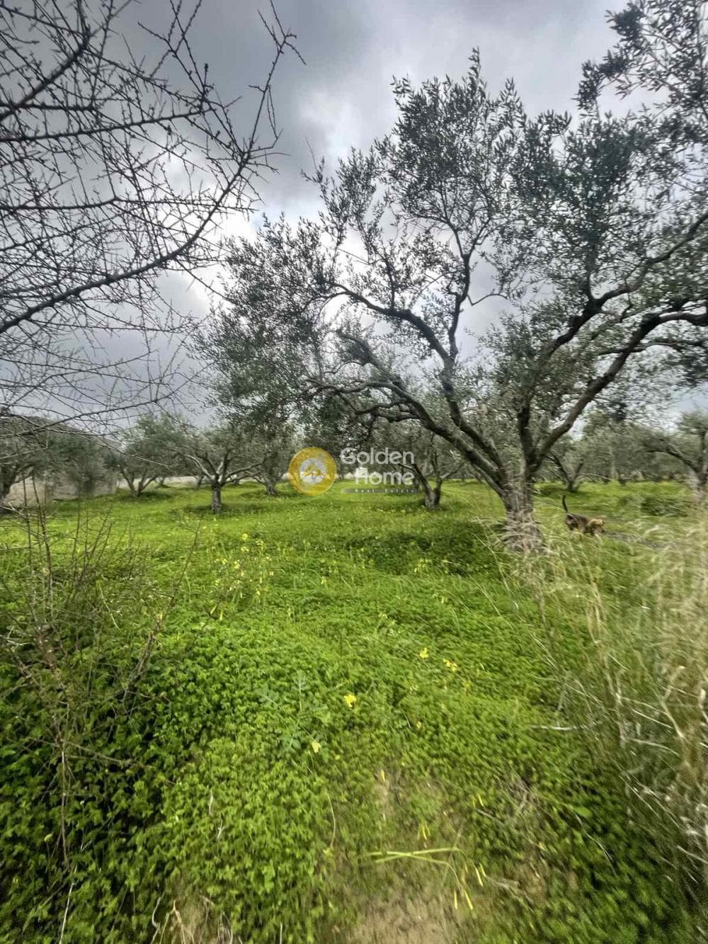 Building Plot in Elia, Episkopi — Photo 1 of 3