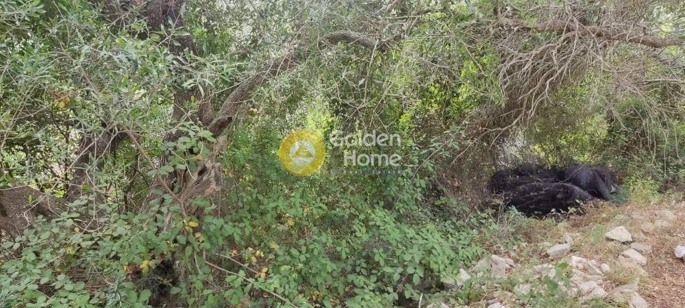 Αγροτεμάχιο στην Βελιανιτάτικα, Παξοί — Φωτογραφία 2 από 8