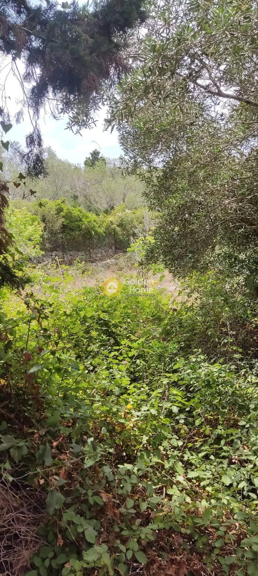 Αγροτεμάχιο στην Βελιανιτάτικα, Παξοί — Φωτογραφία 4 από 8