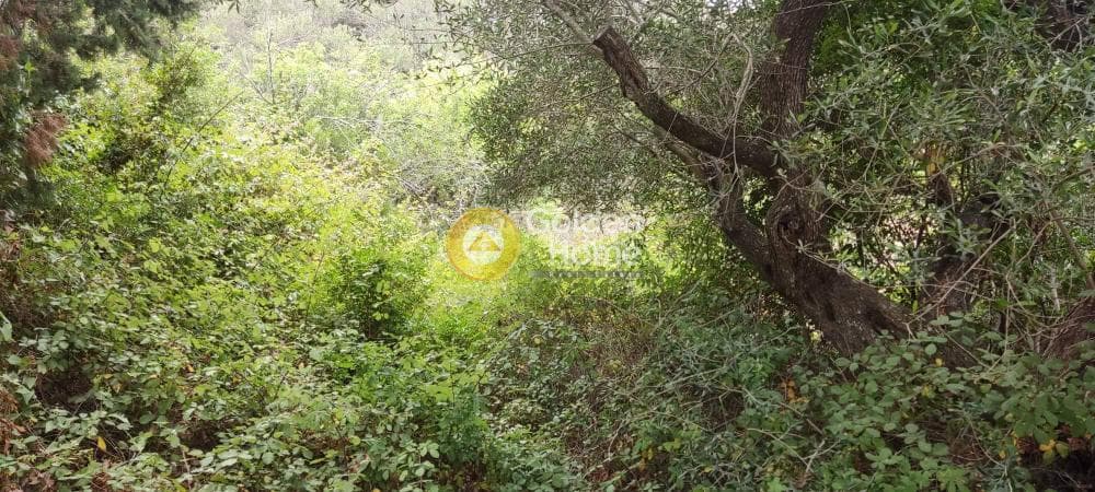 Αγροτεμάχιο στην Βελιανιτάτικα, Παξοί — Φωτογραφία 5 από 8