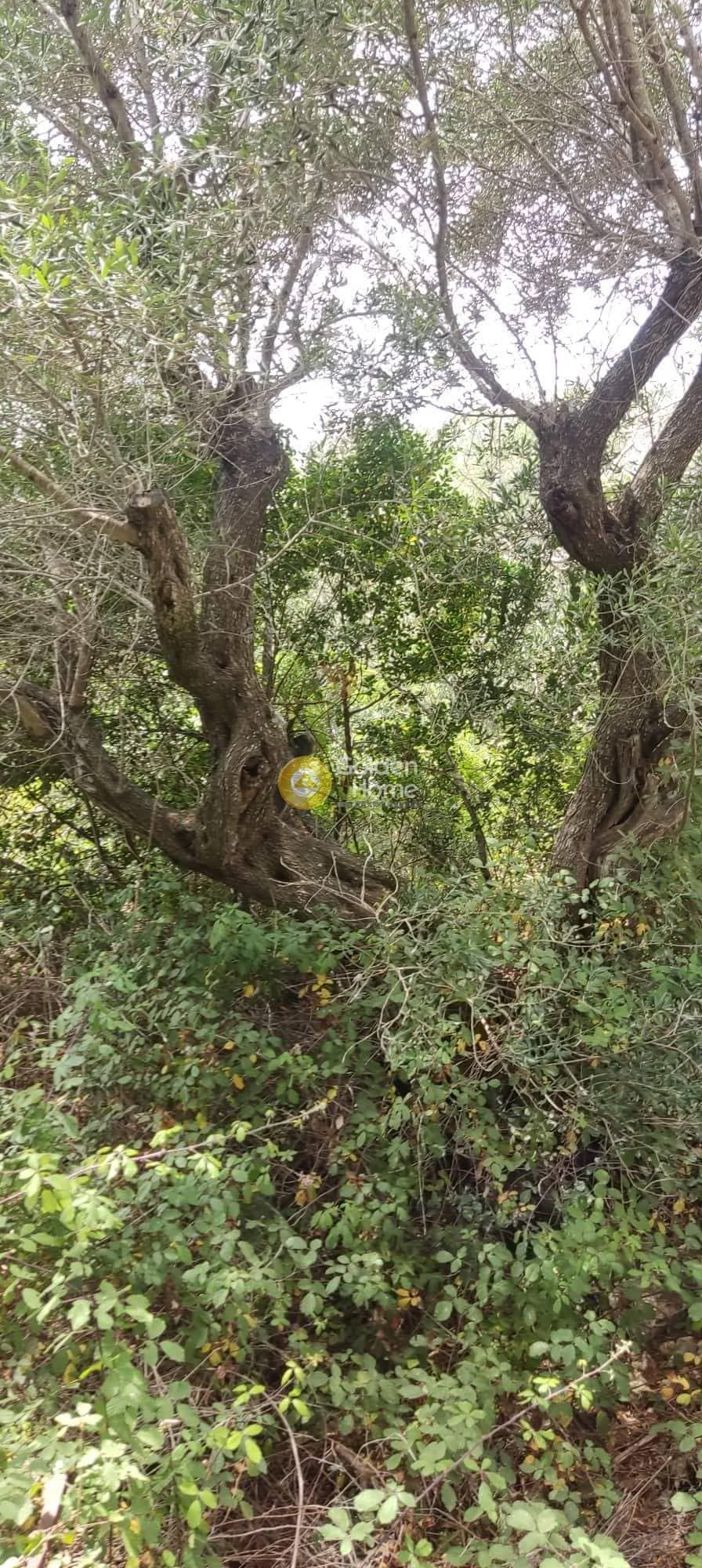 Αγροτεμάχιο στην Βελιανιτάτικα, Παξοί — Φωτογραφία 6 από 8