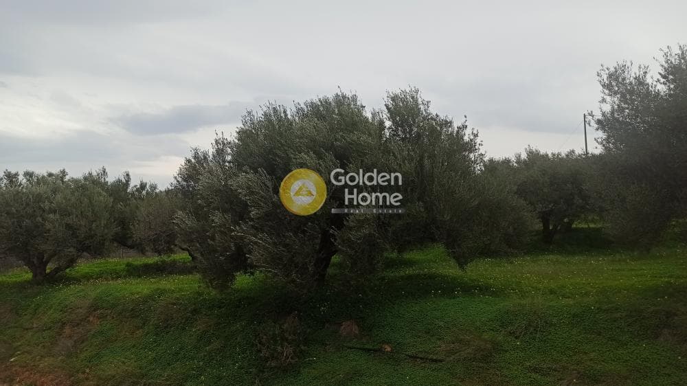 Αγροτεμάχιο στην Κέντρο, Γούβες — Φωτογραφία 2 από 2