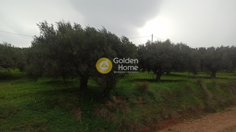 Αγροτεμάχιο στην Κέντρο, Γούβες — Φωτογραφία 1 από 2