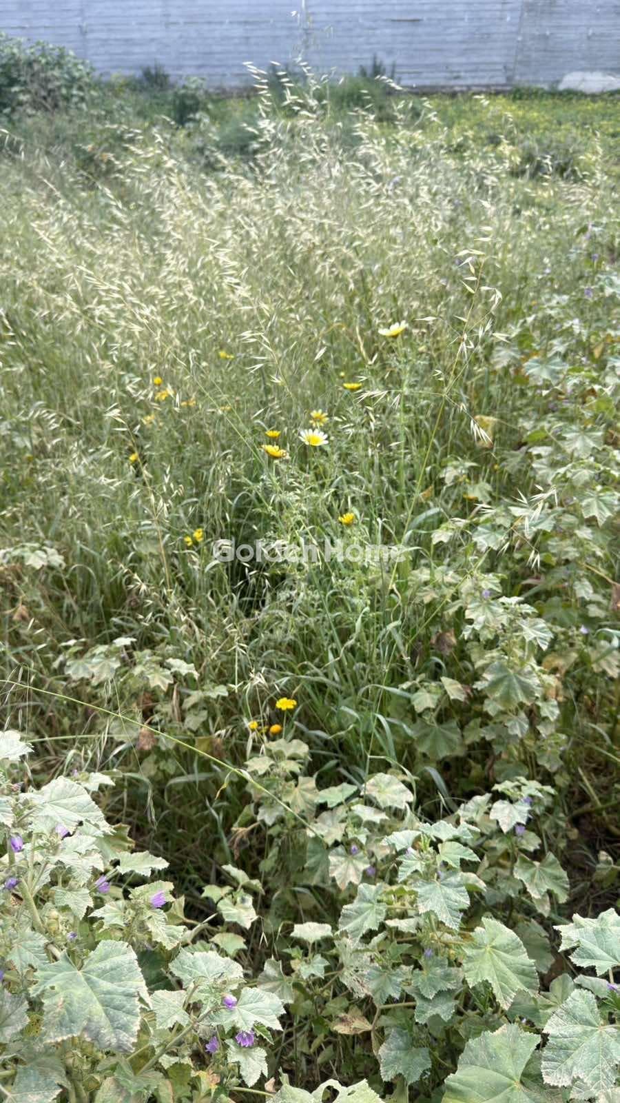 Building Plot in Rodia, Gazi — Photo 4 of 6