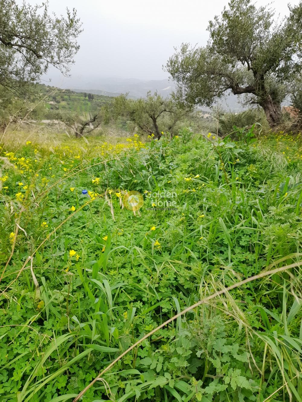 Οικόπεδο στην Βασιλείες, Αρχάνες — Φωτογραφία 1 από 5