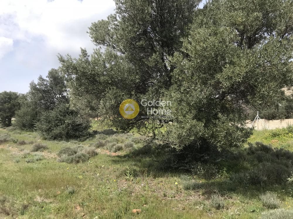 Αγροτεμάχιο στην Παλιοκαμάριζα, Λαύριο — Φωτογραφία 3 από 17