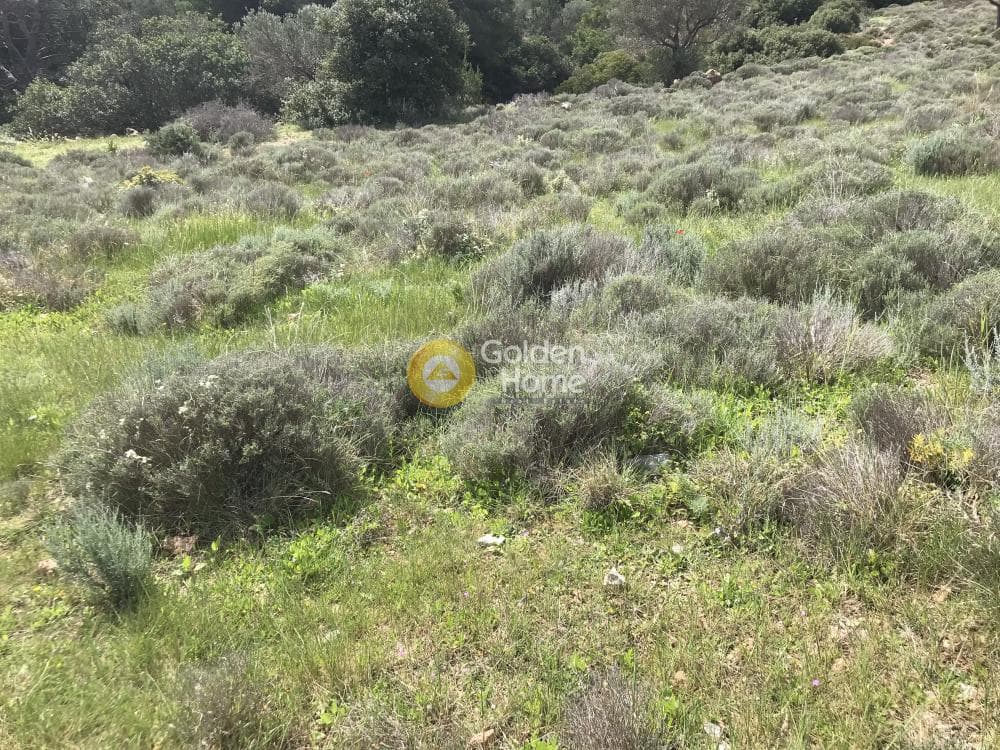 Αγροτεμάχιο στην Παλιοκαμάριζα, Λαύριο — Φωτογραφία 4 από 17
