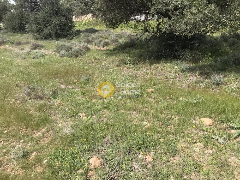 Αγροτεμάχιο στην Παλιοκαμάριζα, Λαύριο — Φωτογραφία 6 από 17