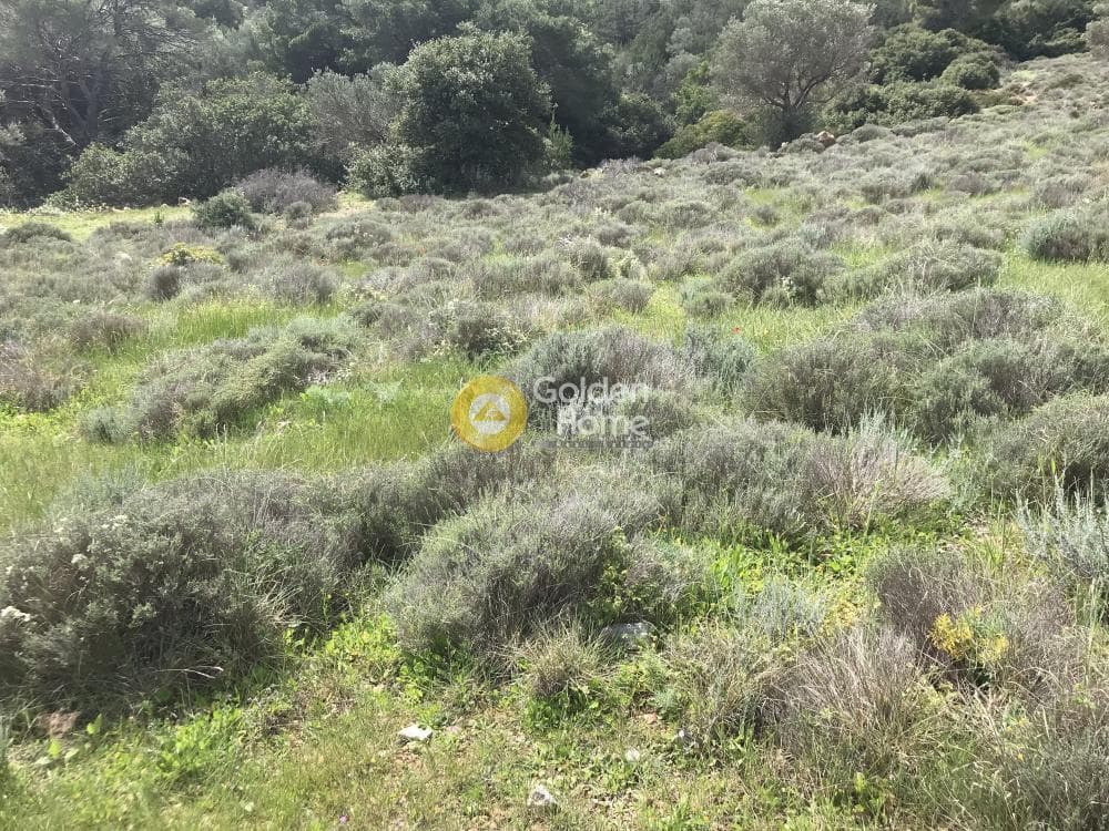 Αγροτεμάχιο στην Παλιοκαμάριζα, Λαύριο — Φωτογραφία 7 από 17