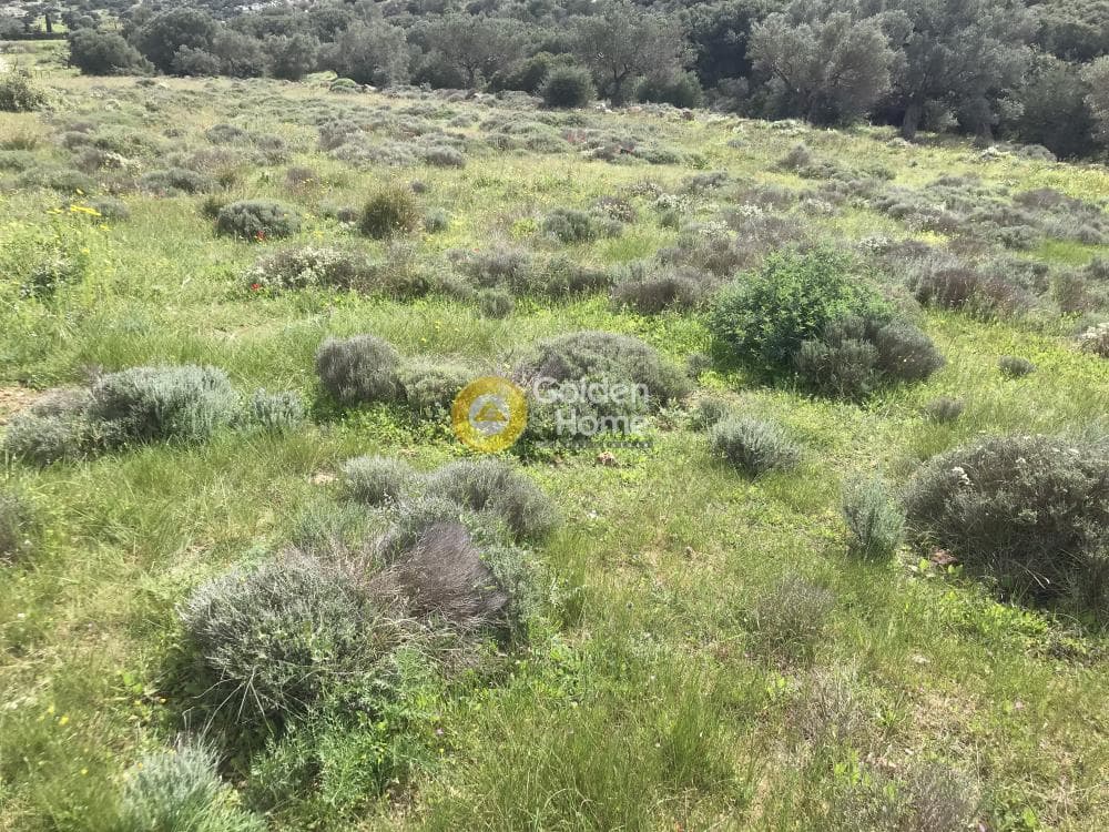 Αγροτεμάχιο στην Παλιοκαμάριζα, Λαύριο — Φωτογραφία 9 από 17