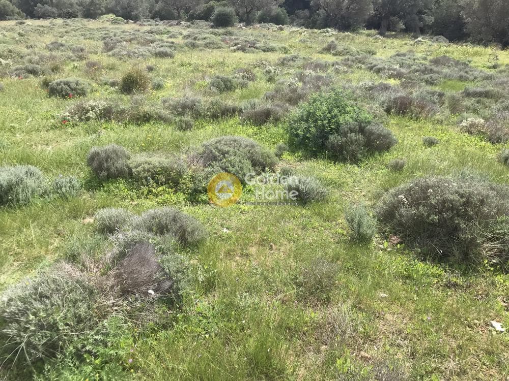 Αγροτεμάχιο στην Παλιοκαμάριζα, Λαύριο — Φωτογραφία 11 από 17
