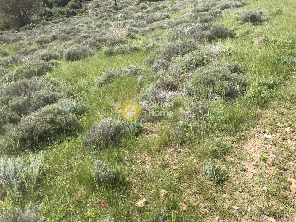 Αγροτεμάχιο στην Παλιοκαμάριζα, Λαύριο — Φωτογραφία 10 από 17