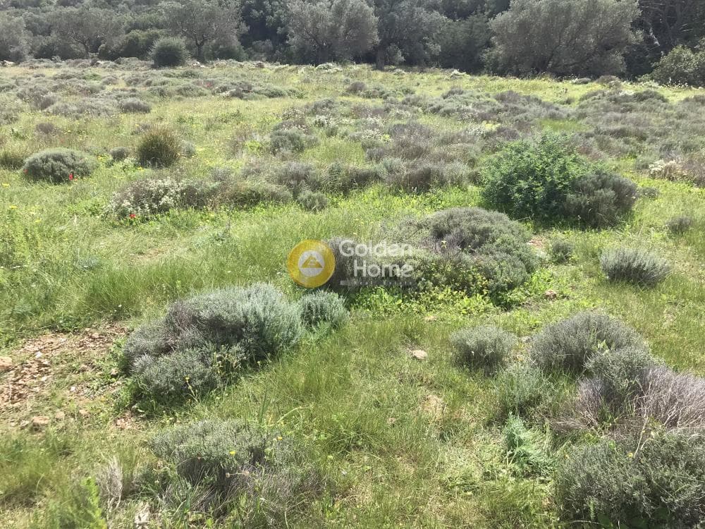 Αγροτεμάχιο στην Παλιοκαμάριζα, Λαύριο — Φωτογραφία 17 από 17