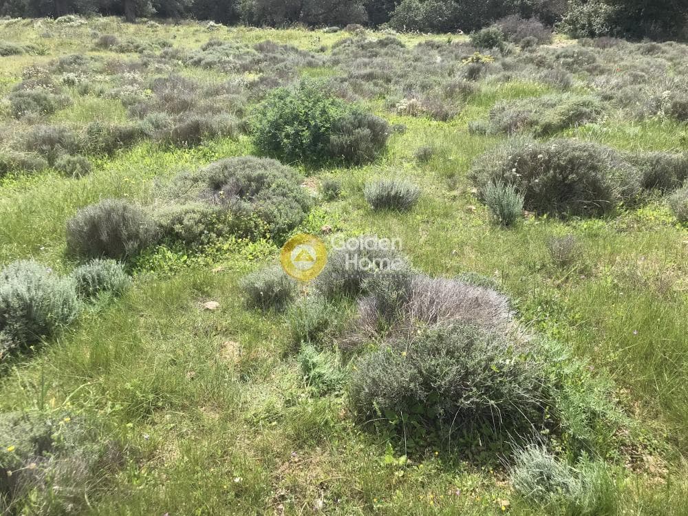 Αγροτεμάχιο στην Παλιοκαμάριζα, Λαύριο — Φωτογραφία 15 από 17