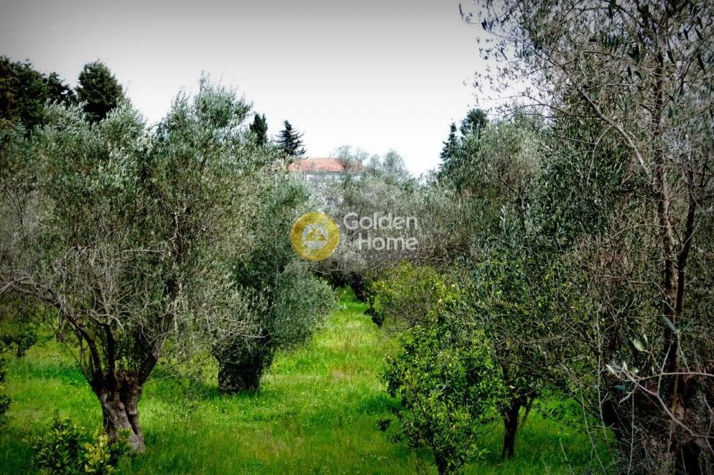 Μονοκατοικία στην Ακαδημία Πλάτωνος, Κολωνός - Κολοκυνθούς — Φωτογραφία 36 από 49