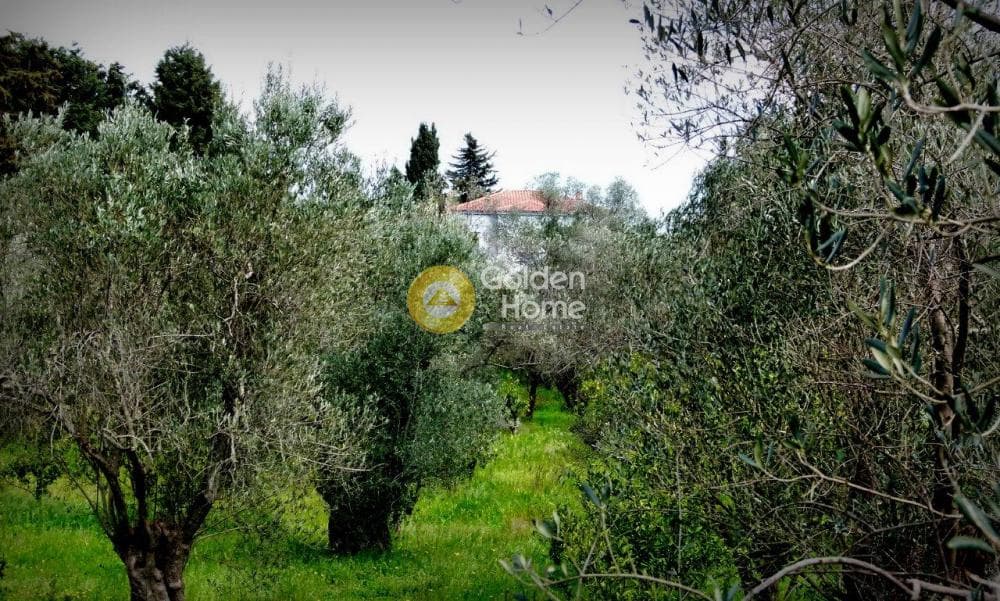 Μονοκατοικία στην Ακαδημία Πλάτωνος, Κολωνός - Κολοκυνθούς — Φωτογραφία 37 από 49