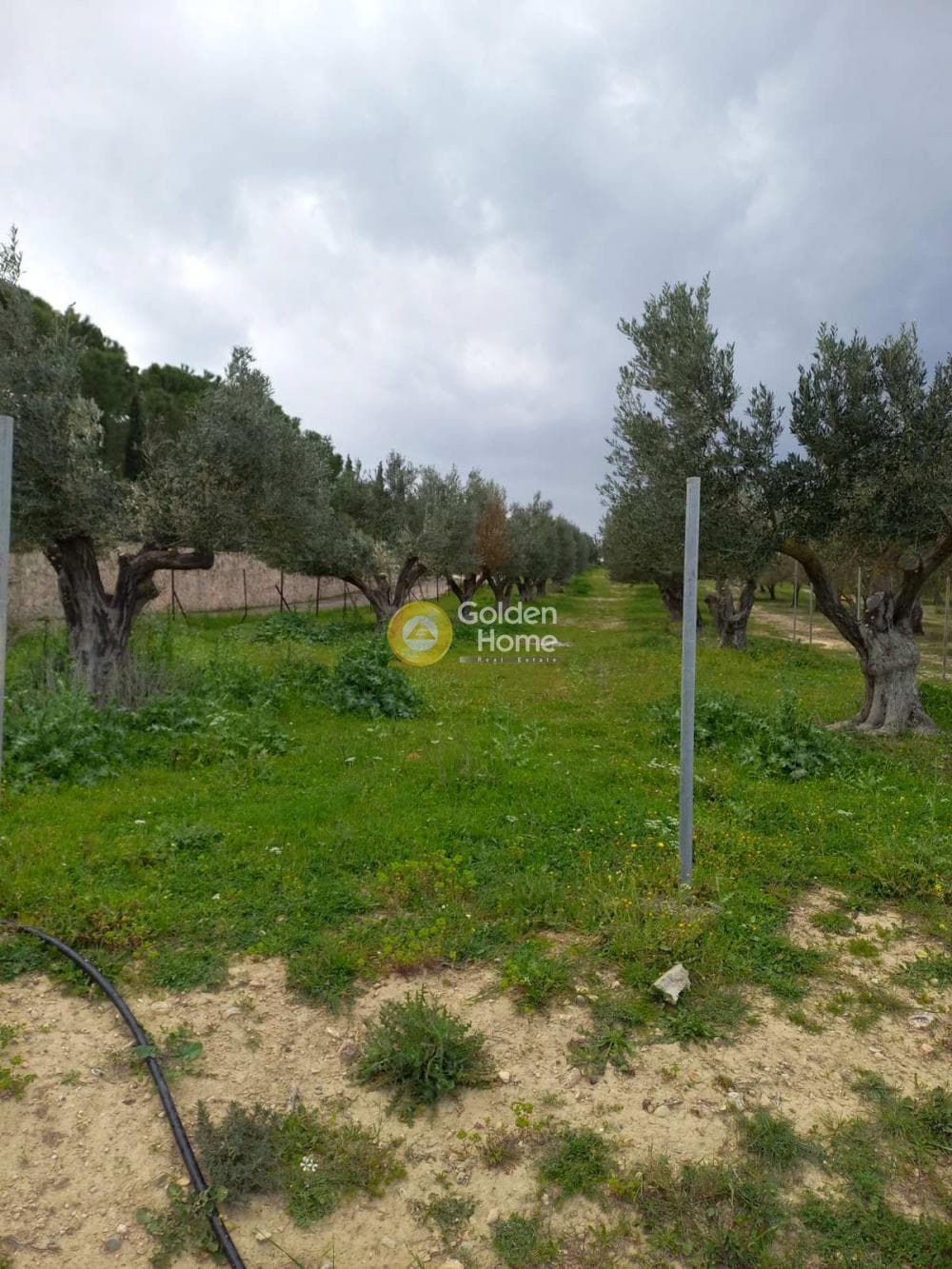 Parcel in Agia Triada, Markopoulo — Photo 2 of 4
