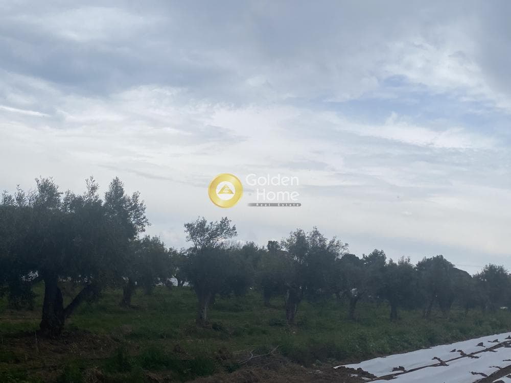 Αγροτεμάχιο στην Άγιος Παντελεήμονας, Νέα Μάκρη — Φωτογραφία 3 από 5