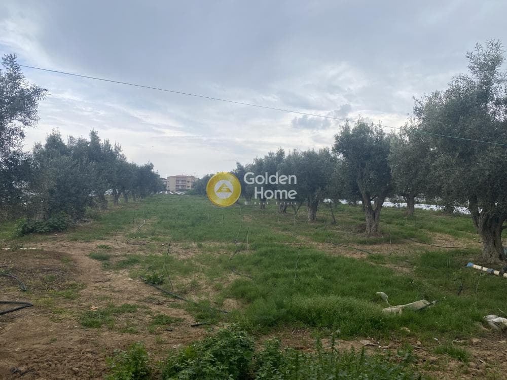 Αγροτεμάχιο στην Άγιος Παντελεήμονας, Νέα Μάκρη — Φωτογραφία 4 από 5