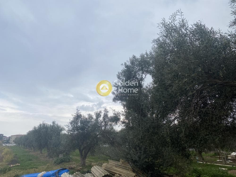 Αγροτεμάχιο στην Άγιος Παντελεήμονας, Νέα Μάκρη — Φωτογραφία 5 από 5