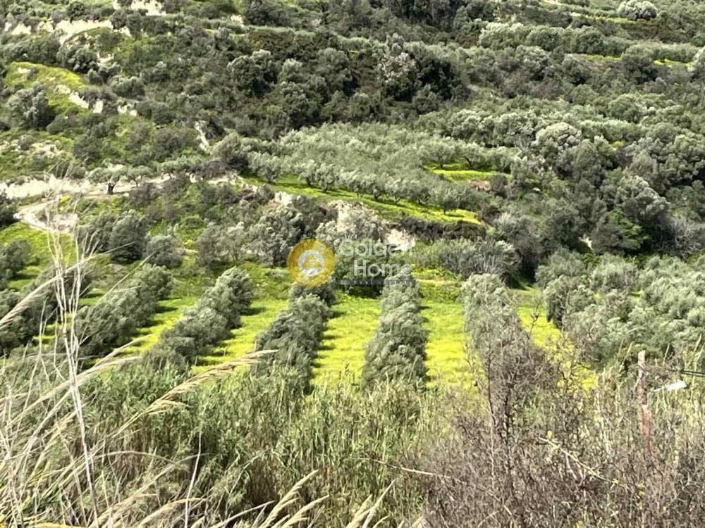 Αγροτεμάχιο στην Κάτω Καλέσια, Τέμενος