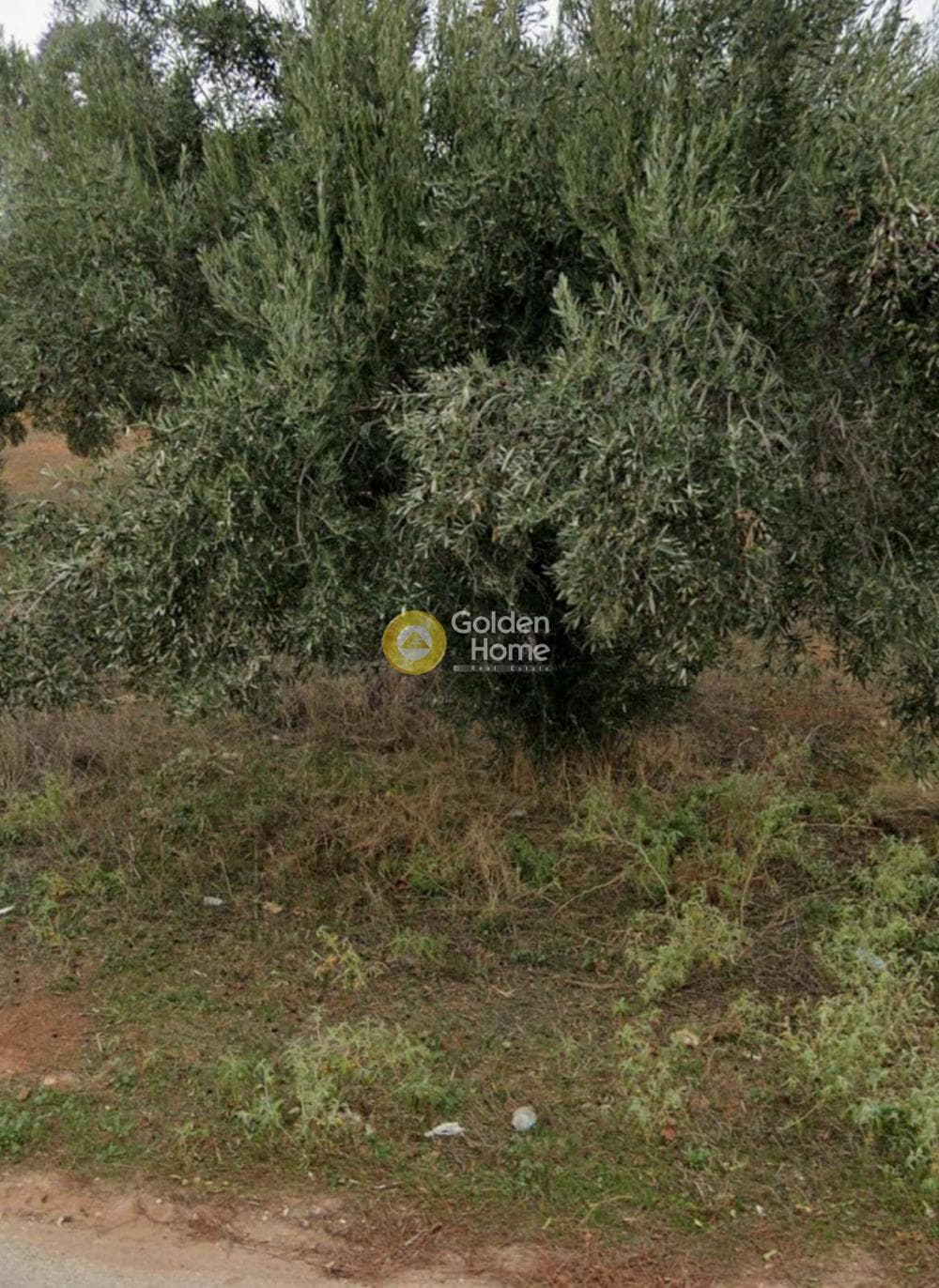 Αγροτεμάχιο στην Αγία Μαρίνα, Παιανία — Φωτογραφία 3 από 3