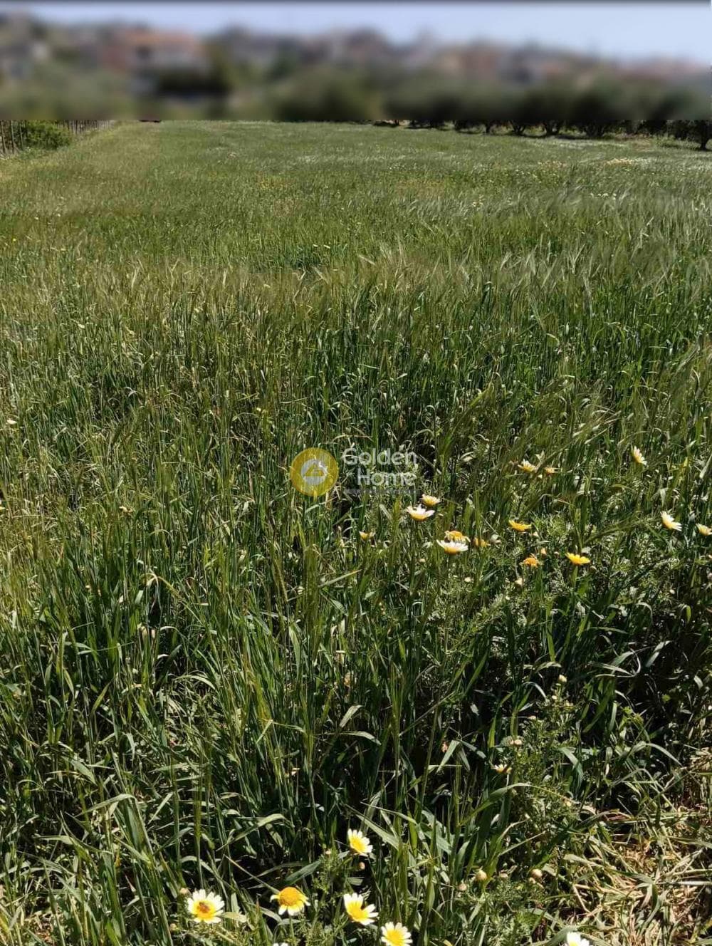Building Plot in Epano Archanes, Archanes — Photo 3 of 12