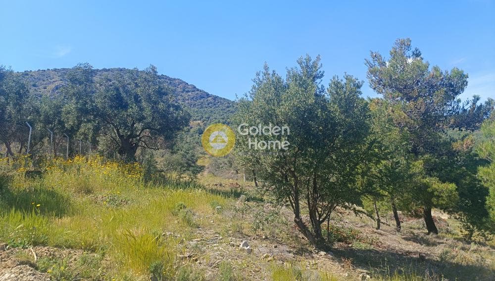 Parcel in Perani, Salamina — Photo 3 of 8