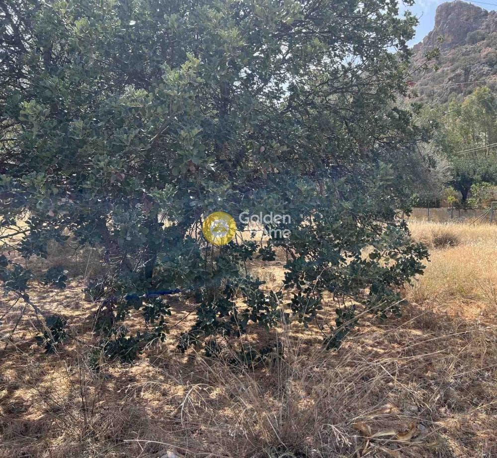 Οικόπεδο στην Σταλίδα, Μάλλια