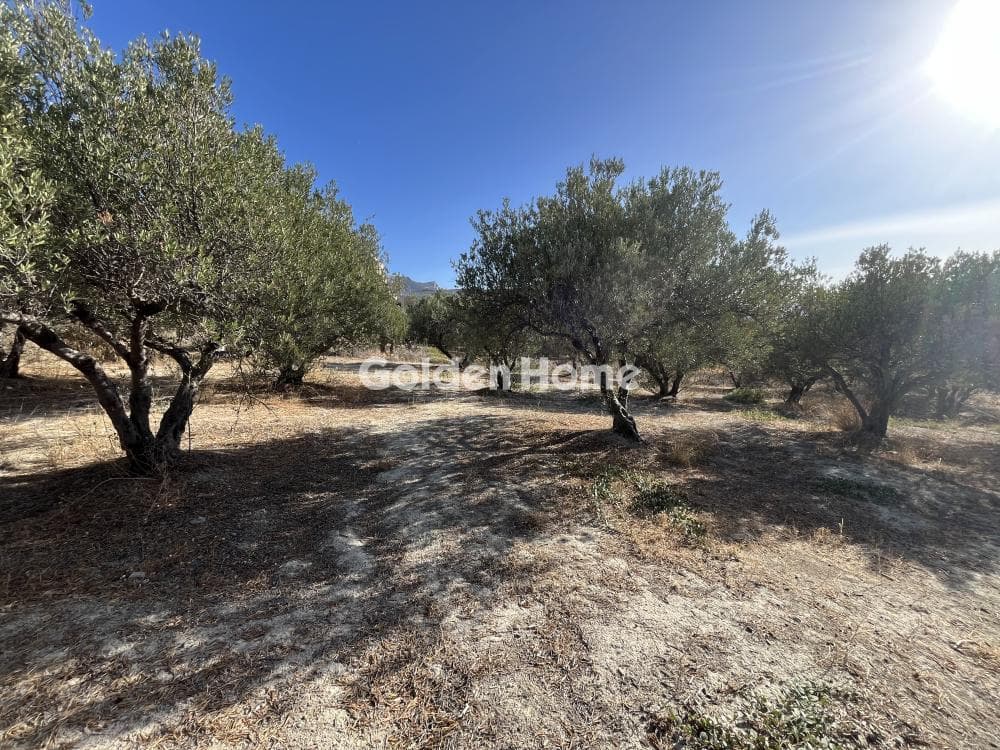 Οικόπεδο στην Βασιλείες, Αρχάνες — Φωτογραφία 1 από 5