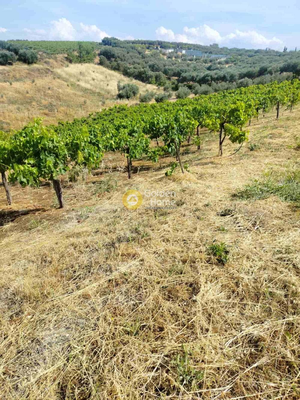 Οικόπεδο στην Κάτω Καλέσια, Τέμενος — Φωτογραφία 5 από 5