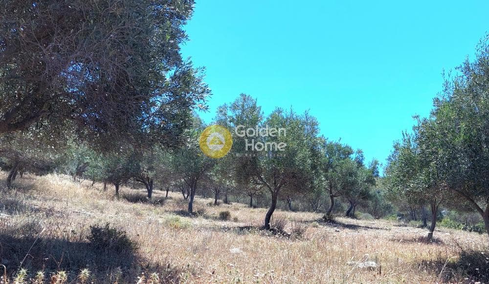 Parcel in Dipseliza, Keratea — Photo 3 of 7