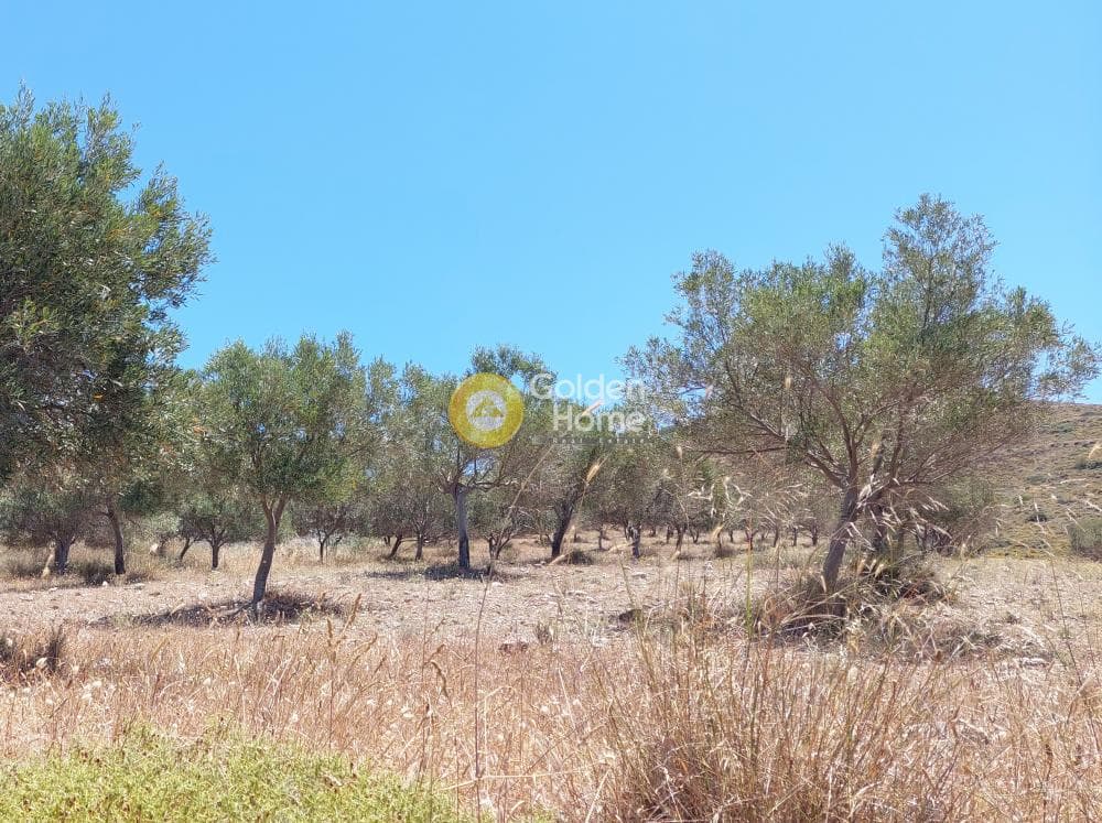 Parcel in Dipseliza, Keratea — Photo 5 of 7