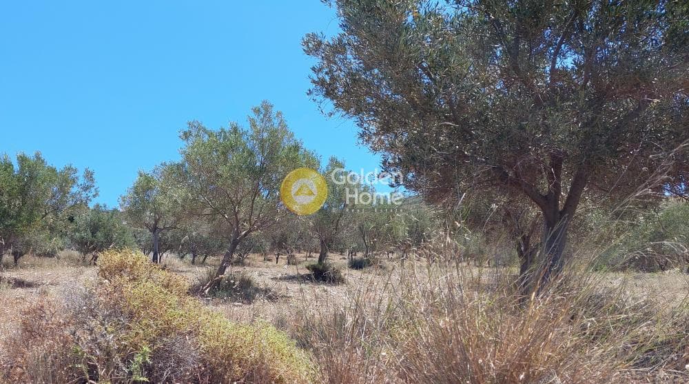 Parcel in Dipseliza, Keratea — Photo 6 of 7
