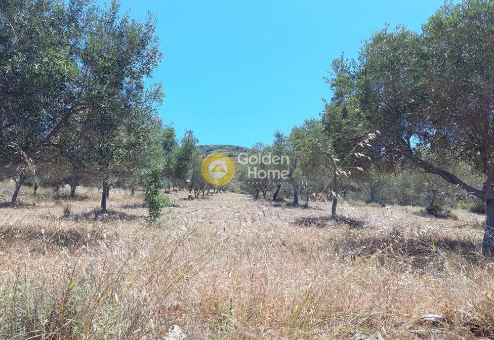 Parcel in Dipseliza, Keratea — Photo 7 of 7